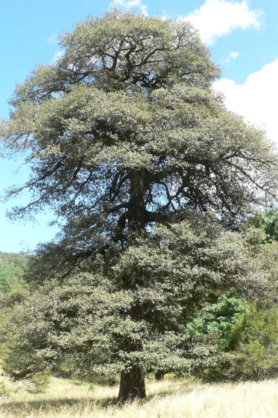 silver_oak